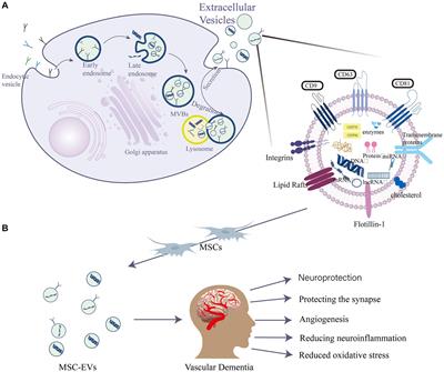 Emerging role of mesenchymal stem cells-derived extracellular vesicles in vascular dementia